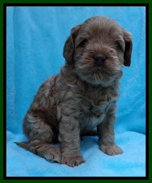 Mazie Blaze pups 4 wks old 121