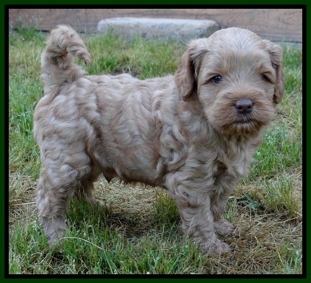 Mazie Blaze pups 5 wks old 1922