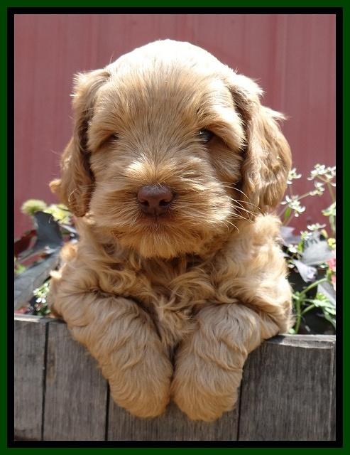 Mazie Blaze pups 6 wks old 201