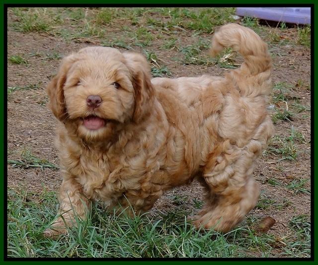 Mazie Blaze pups 7 weeks old 171