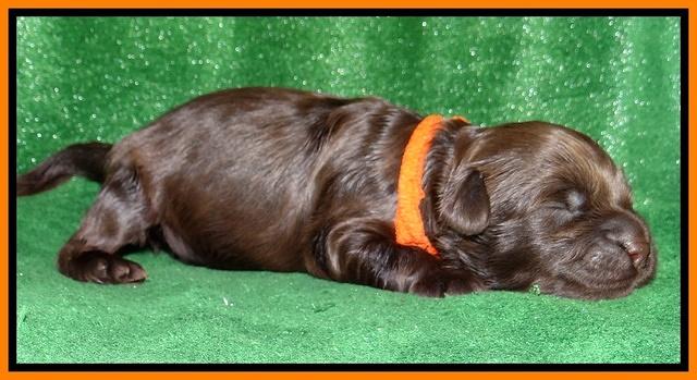 Mazie Blaze pups 1 wk old 151