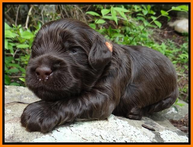 Mazie Blaze pups 2 wks old 151