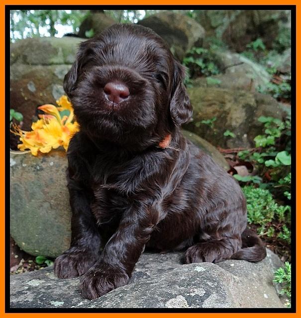 Mazie Blaze pups 3 wks old 201