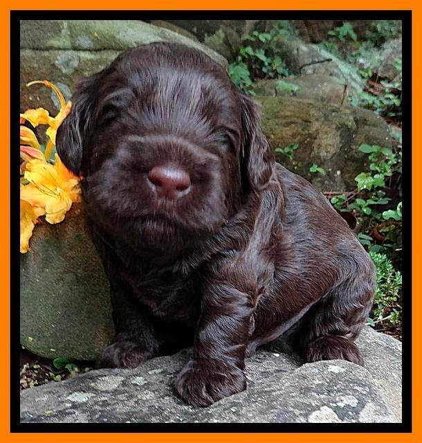 Mazie Blaze pups 3 wks old 211