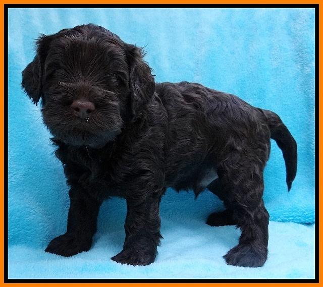 Mazie Blaze pups 4 wks old 171