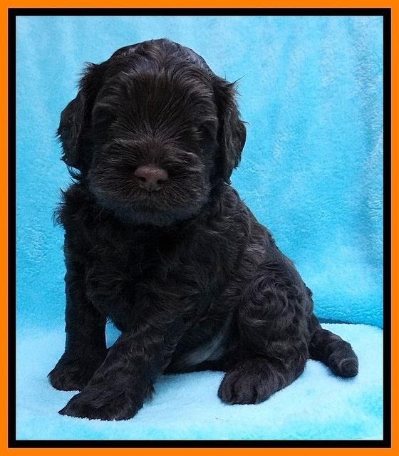 Mazie Blaze pups 4 wks old 181