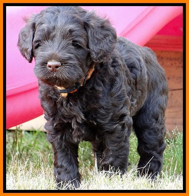 Mazie Blaze pups 5 wks old 2122