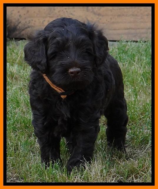 Mazie Blaze pups 5 wks old 2322