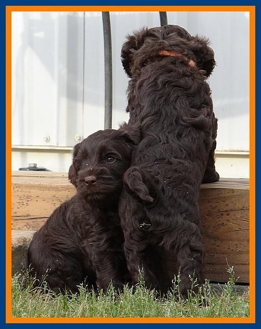 Mazie Blaze pups 5 wks old 2422