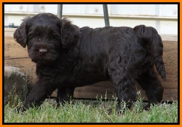 Mazie Blaze pups 5 wks old 2522
