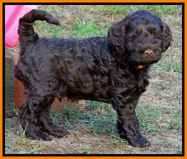 Mazie Blaze pups 6 wks old 241