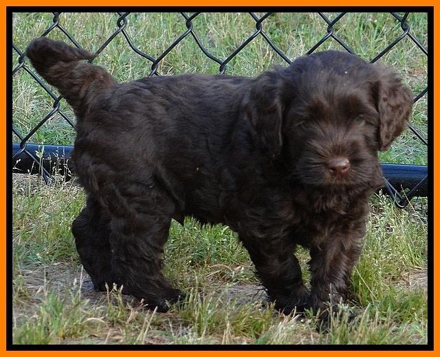 Mazie Blaze pups 6 wks old 251