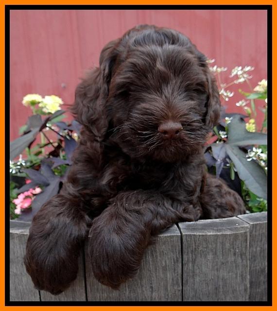 Mazie Blaze pups 6 wks old 261