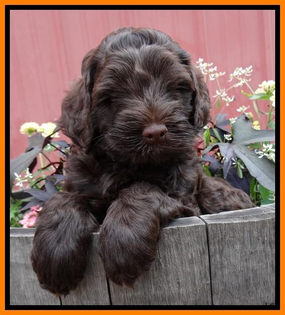 Mazie Blaze pups 6 wks old 271