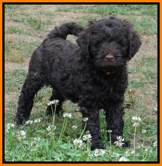 Mazie Blaze pups 7 weeks old 191