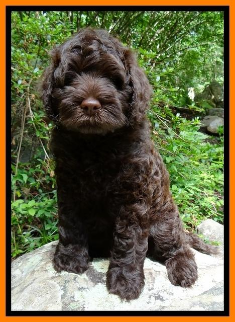 Mazie Blaze pups 8 wks old 51