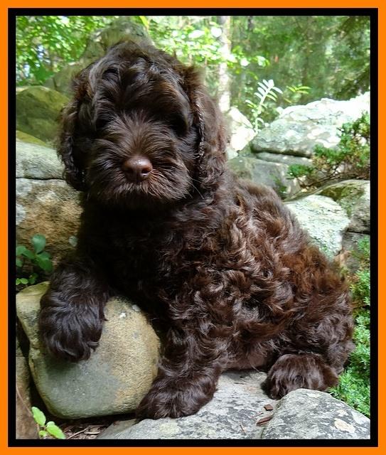 Mazie Blaze pups 8 wks old 61