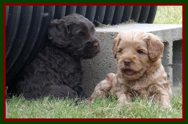 Mazie Blaze pups 5 wks old 2622