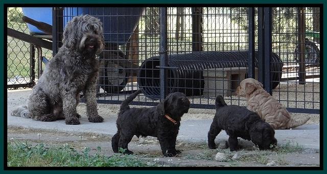 Mazie Blaze pups 5 wks old 2822