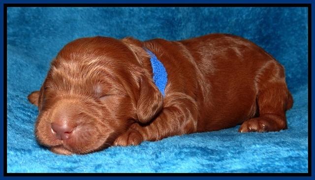 Dulcie Ruler pups 1 wk old 31