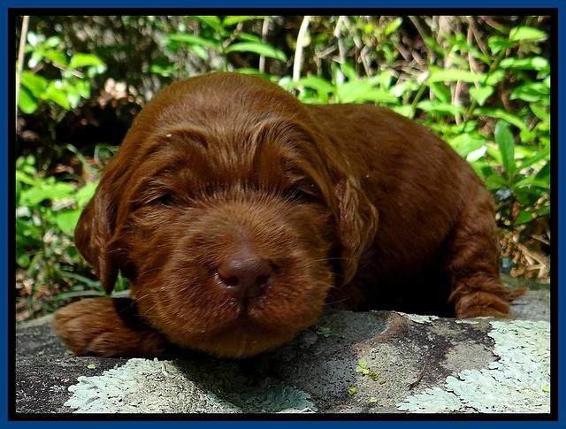 Dulcie Ruler pups 2 wks old 41