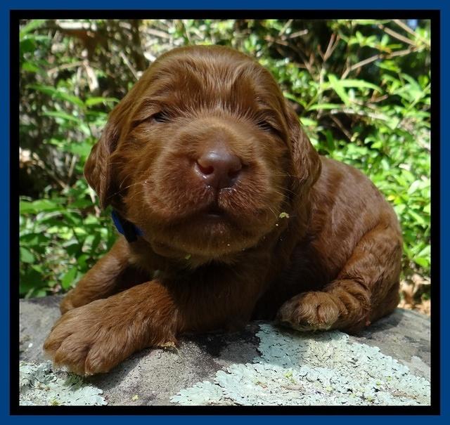 Dulcie Ruler pups 2 wks old 51