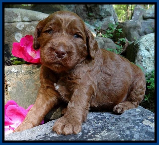 Dulcie Ruler pups 3 wks old 11