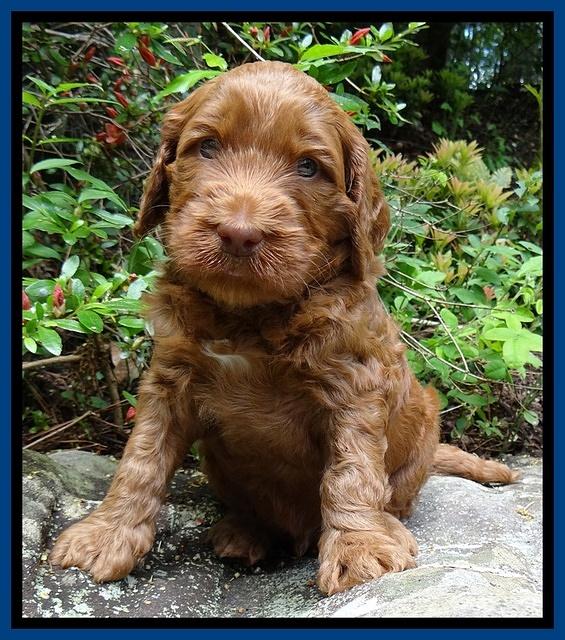 Dulcie Ruler pups 4 wks old 31