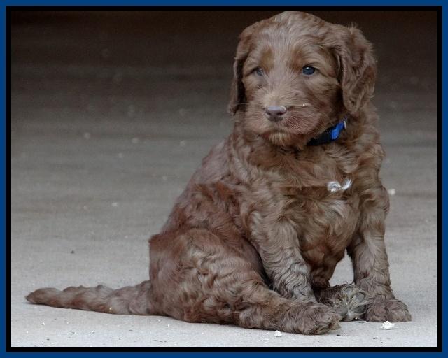 Dulcie Ruler pups 5 weeks old 21
