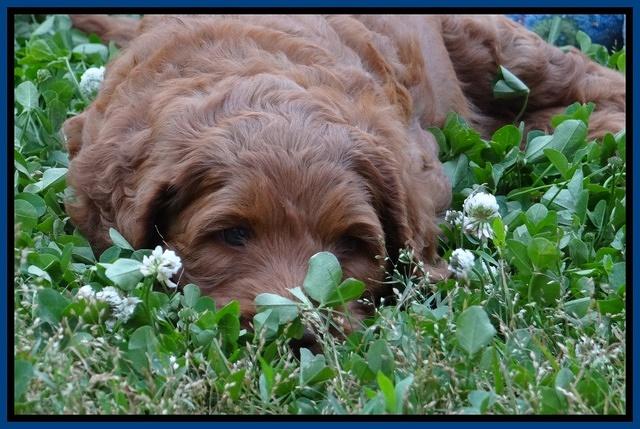 Dulcie Ruler pups 6 wks old 51