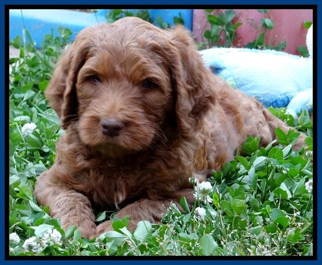 Dulcie Ruler pups 6 wks old 71