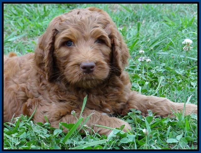 Dulcie Ruler pups 7 weeks old 161