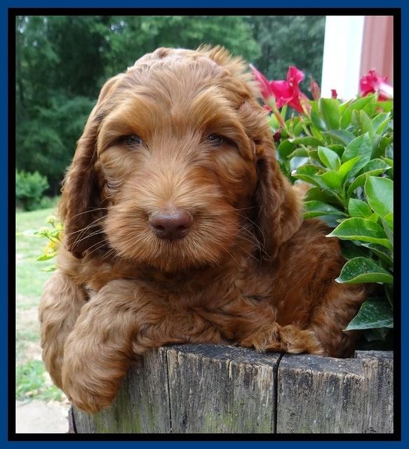 Dulcie Ruler pups 7 weeks old 31