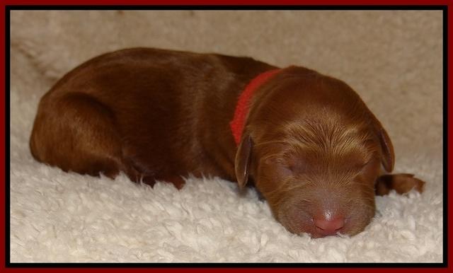 Dulcie Ruler pups 1 day old 31