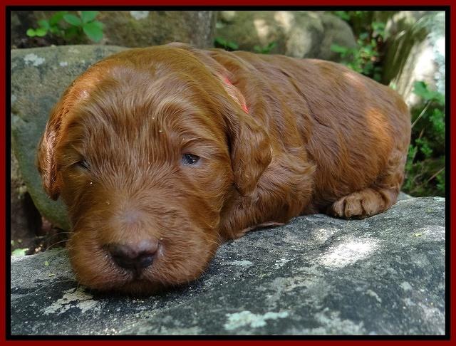 Dulcie Ruler pups 2 wks old 71