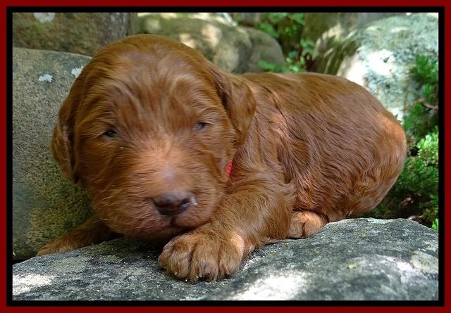 Dulcie Ruler pups 2 wks old 81