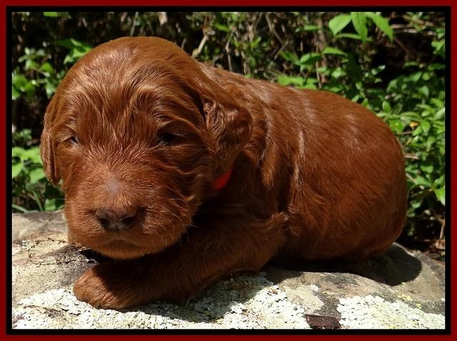 Dulcie Ruler pups 2 wks old 91