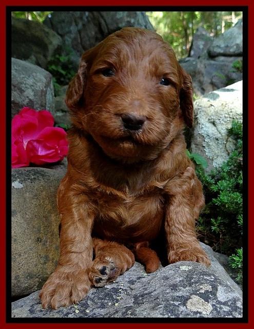 Dulcie Ruler pups 3 wks old 51