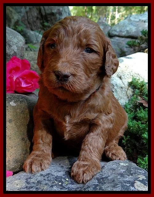 Dulcie Ruler pups 3 wks old 81