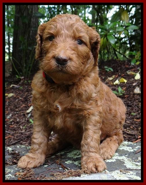 Dulcie Ruler pups 4 wks old 51