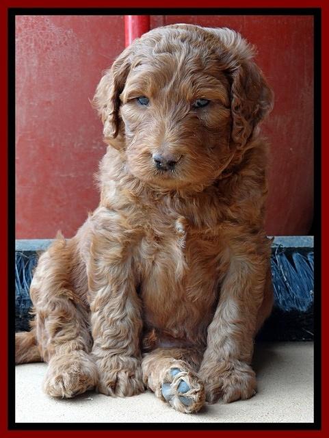 Dulcie Ruler pups 5 weeks old 71