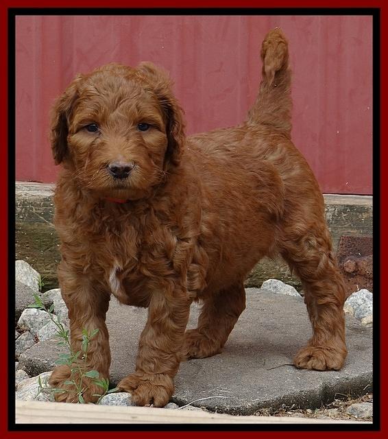 Dulcie Ruler pups 6 wks old 111