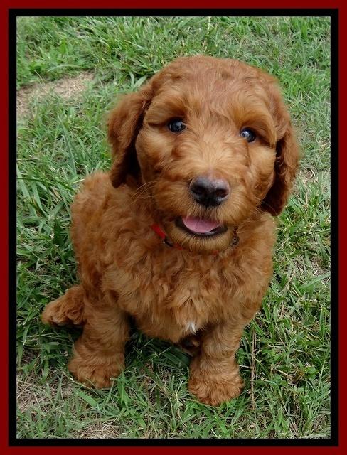 Dulcie Ruler pups 7 weeks old 211