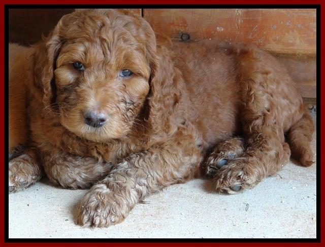Dulcie Ruler pups 7 weeks old 221