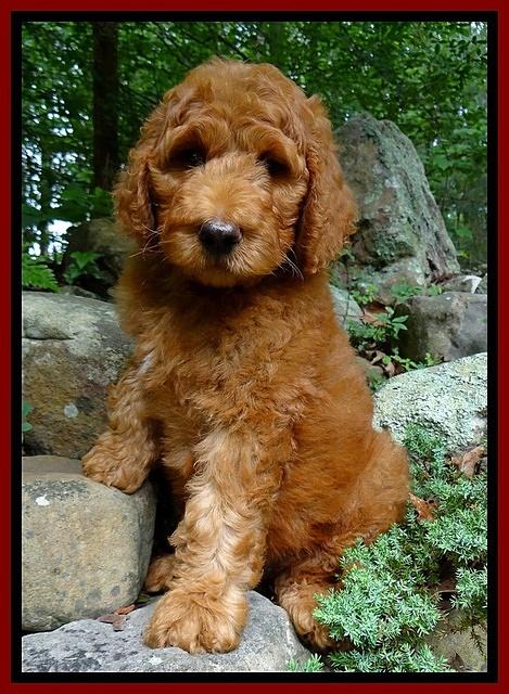 Dulcie Ruler pups 8 weeks old 5200