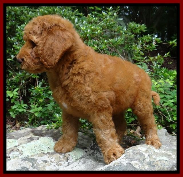 Dulcie Ruler pups 8 weeks old 7200
