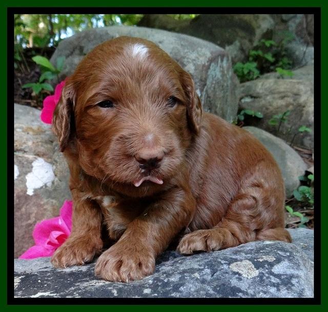 Dulcie Ruler pups 3 wks old 101