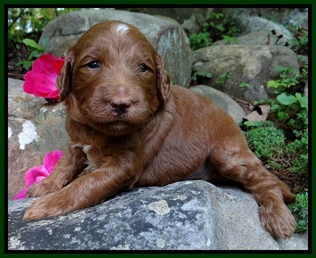 Dulcie Ruler pups 3 wks old 111