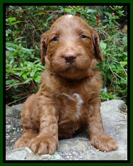 Dulcie Ruler pups 4 wks old 101