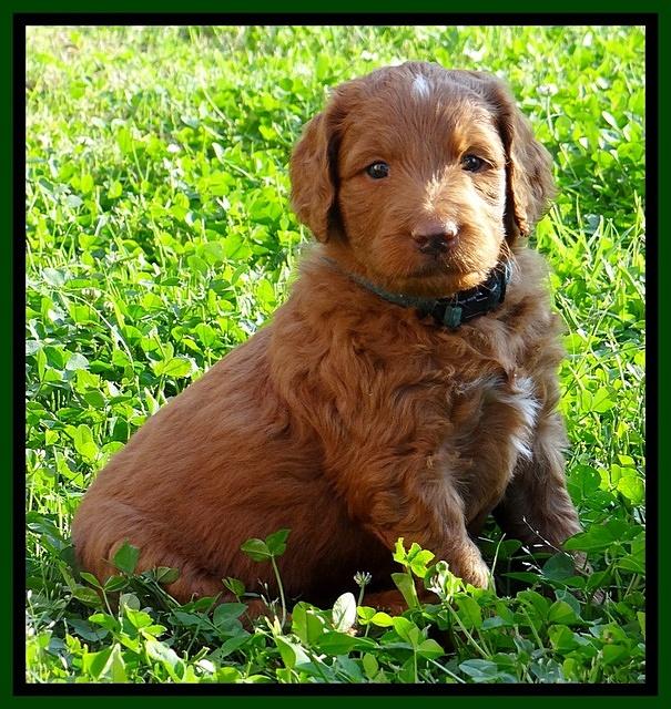 Dulcie Ruler pups 5 weeks old 121